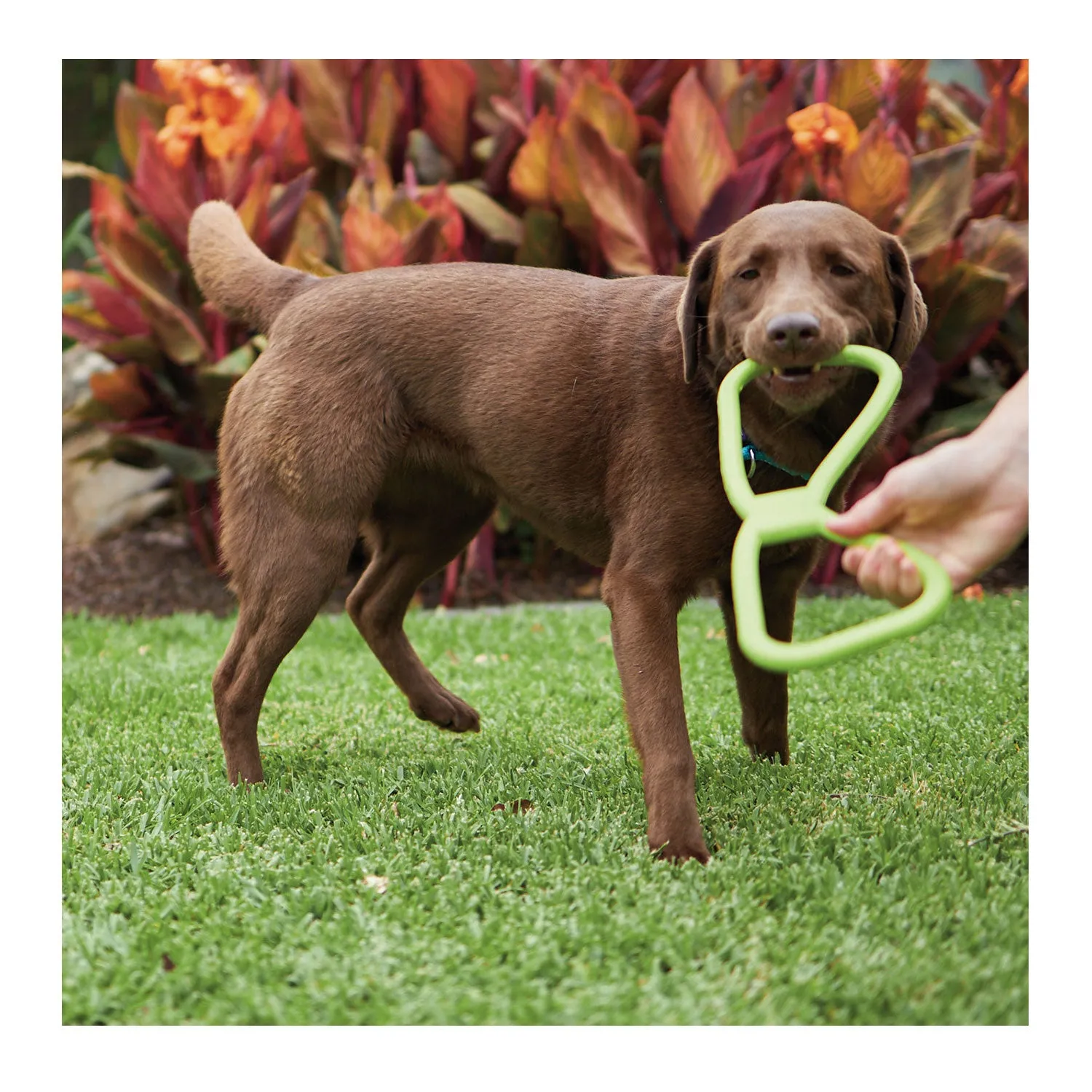 Kazoo Tug O War Rubber Assorted Dog Toy