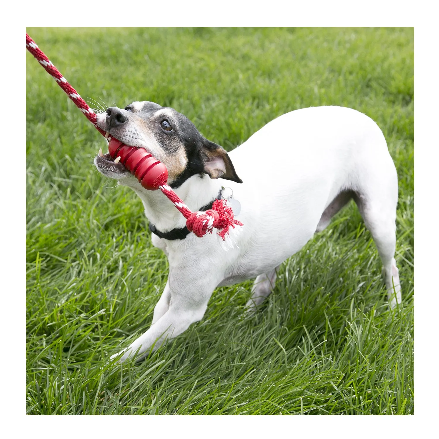 KONG Dental with Rope Dog Toy